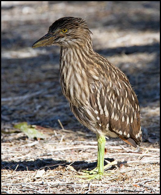 _1SB5395 black-crowned night-heron fledge.jpg